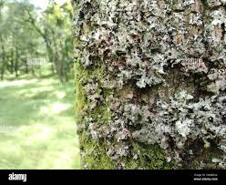 Attēlu rezultāti vaicājumam “Platismatia glauca”