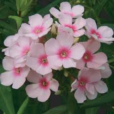 Image result for Phlox paniculata `Bright Eyes`