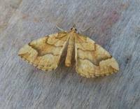 Attēlu rezultāti vaicājumam “Eulithis mellinata”