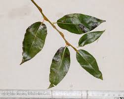 Attēlu rezultāti vaicājumam “Salix pentandra”