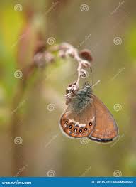Attēlu rezultāti vaicājumam “Coenonympha hero underside”