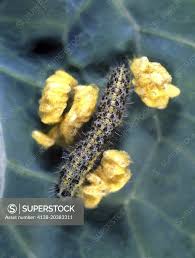 Attēlu rezultāti vaicājumam “Pieris brassicae larva”