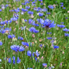 Image result for Centaurea cyanus