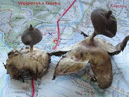 Attēlu rezultāti vaicājumam “Geastrum pectinatum”