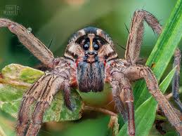 Attēlu rezultāti vaicājumam “Lycosidae”