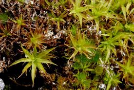 Attēlu rezultāti vaicājumam “Timmia megapolitana”