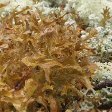 Attēlu rezultāti vaicājumam “Cetraria islandica”