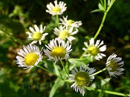 Attēlu rezultāti vaicājumam “Erigeron annuus flower”
