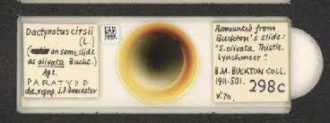 Attēlu rezultāti vaicājumam “Uroleucon cirsii”