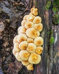 Attēlu rezultāti vaicājumam “Pholiota squarrosoides”