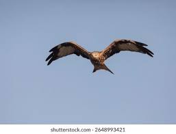 Image result for Milvus milvus