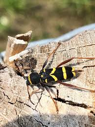 Attēlu rezultāti vaicājumam “Clytus arietis”