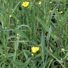 Attēlu rezultāti vaicājumam “Ranunculus lingua bud”