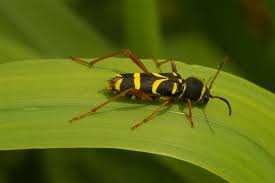 Attēlu rezultāti vaicājumam “Clytus arietis”