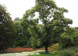 Attēlu rezultāti vaicājumam “Kalopanax septemlobus fruit”