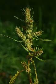 Attēlu rezultāti vaicājumam “Rumex maritimus fruit”