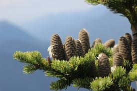 Attēlu rezultāti vaicājumam “Abies balsamea”