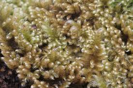 Attēlu rezultāti vaicājumam “Ctenidium molluscum”