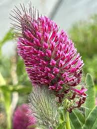 Attēlu rezultāti vaicājumam “Trifolium medium flower”
