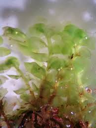 Attēlu rezultāti vaicājumam “Scapania mucronata”