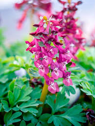 Attēlu rezultāti vaicājumam “Corydalis solida flower”