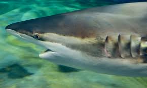 Image result for Carcharhinus brachyurus