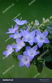 Image result for Campanula isophylla