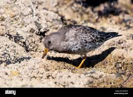 Attēlu rezultāti vaicājumam “Calidris maritima adult”