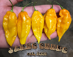 Afbeeldingsresultaat voor yellow fratali hot pepper