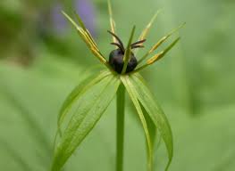 Attēlu rezultāti vaicājumam “Paris quadrifolia”
