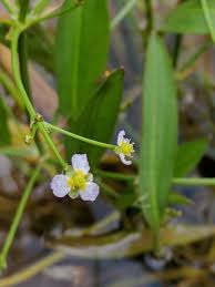 Attēlu rezultāti vaicājumam “Alisma gramineum flower”