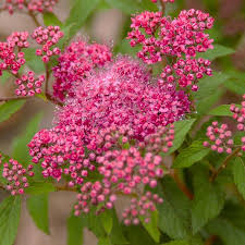 Attēlu rezultāti vaicājumam “Spiraea”