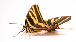 Attēlu rezultāti vaicājumam “Brenthis ino underside”