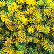 Attēlu rezultāti vaicājumam “Sedum rupestre”