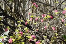 Image result for Rumex sanguineum