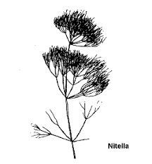 Attēlu rezultāti vaicājumam “Nitella sp.”