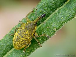 Attēlu rezultāti vaicājumam “Larinus sp.”