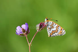 Attēlu rezultāti vaicājumam “Melitaea cinxia underside”
