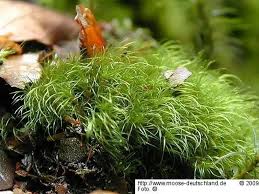 Attēlu rezultāti vaicājumam “Dicranodontium denudatum”