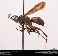 Attēlu rezultāti vaicājumam “Pompilidae”