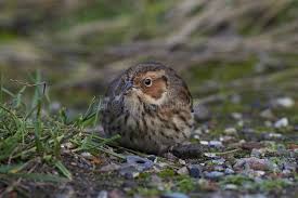 Image result for Emberiza pusilla