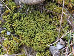 Attēlu rezultāti vaicājumam “Tortella inclinata”