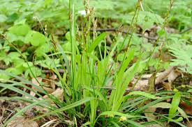 Attēlu rezultāti vaicājumam “Carex digitata leaf”