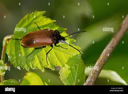 Attēlu rezultāti vaicājumam “Pseudocistela ceramboides”
