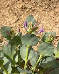 Attēlu rezultāti vaicājumam “Astragalus arenarius leaf”