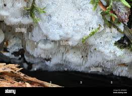 Attēlu rezultāti vaicājumam “Physisporinus vitreus”