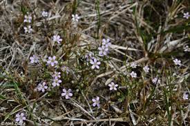 Attēlu rezultāti vaicājumam “Gypsophila muralis fruit”