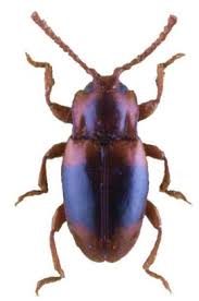 Attēlu rezultāti vaicājumam “Tetratoma ancora”