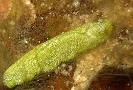 Attēlu rezultāti vaicājumam “Licea pusilla macro”