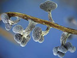 Attēlu rezultāti vaicājumam “Lamproderma pulchellum macro”